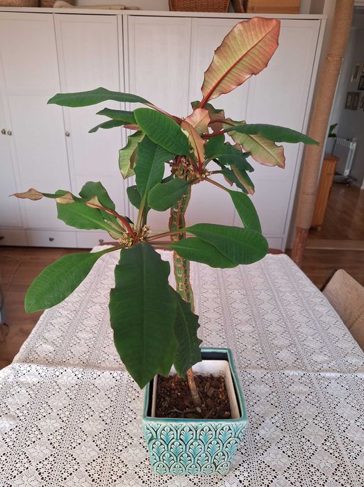 Wilczomlecz białounerwiony euphorbia z osłonką lub bez