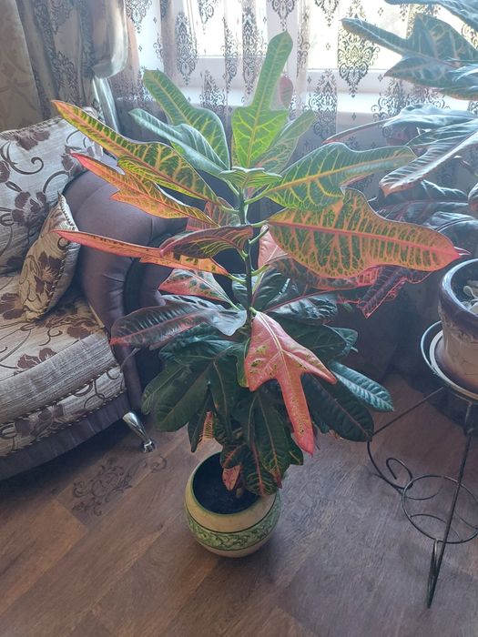 Кротон 111 см без горшка