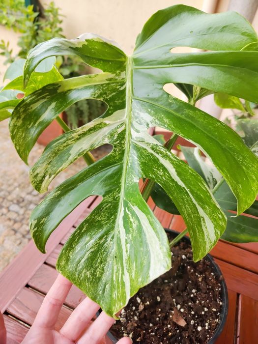 Monstera Variegata