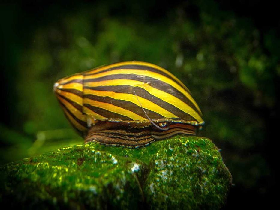 MISIEKZOO Ślimaki - Ślimak Zebra / Na glony