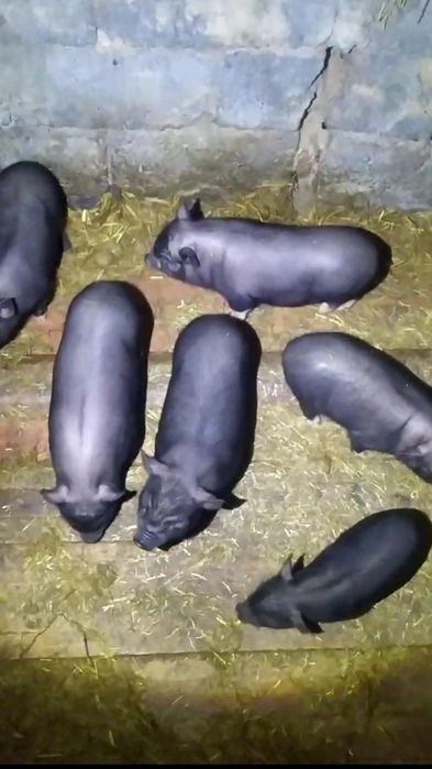 В'єтнамські поросята