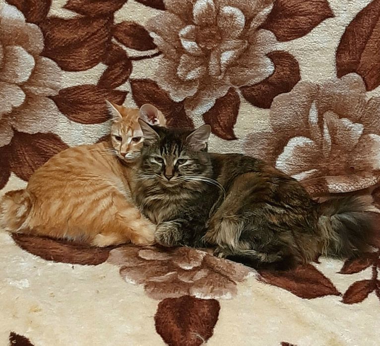 Кішечка бобтел 8 міс.