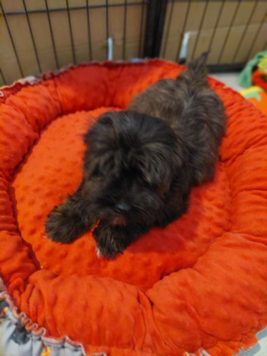Cudowny Havanese FCI Węgrzce • OLX.pl