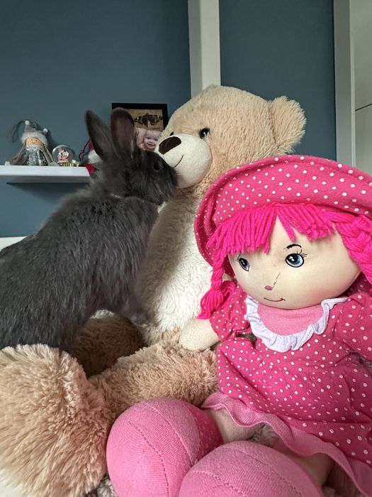 Krolik szary miniaturka dorosly