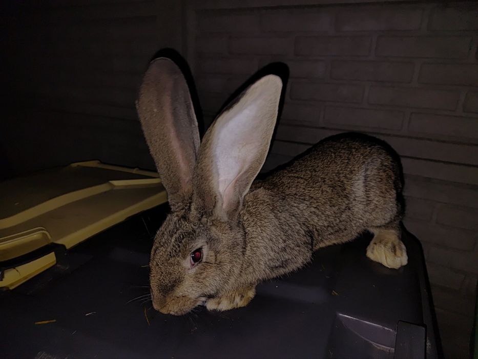 Sprzedam króliki belgi szare