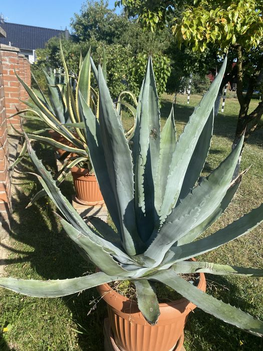 Do sprzedania trzy agawy kilkuletnie