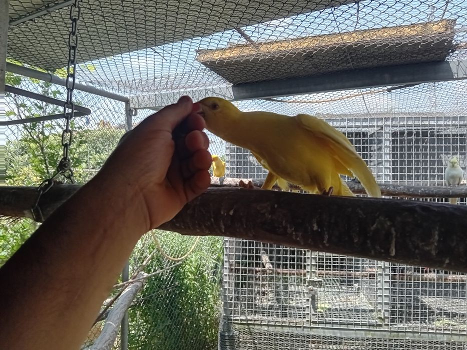 Ring neck lutino Macho  domesticado.