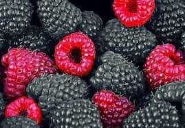 Sadzonki maliny fioletowej / możliwa wysyłka /