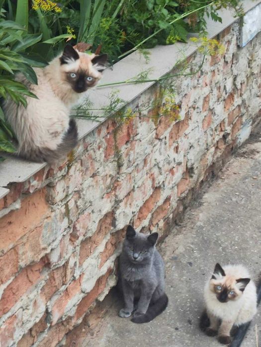 Коти ,Невськая маскарадна