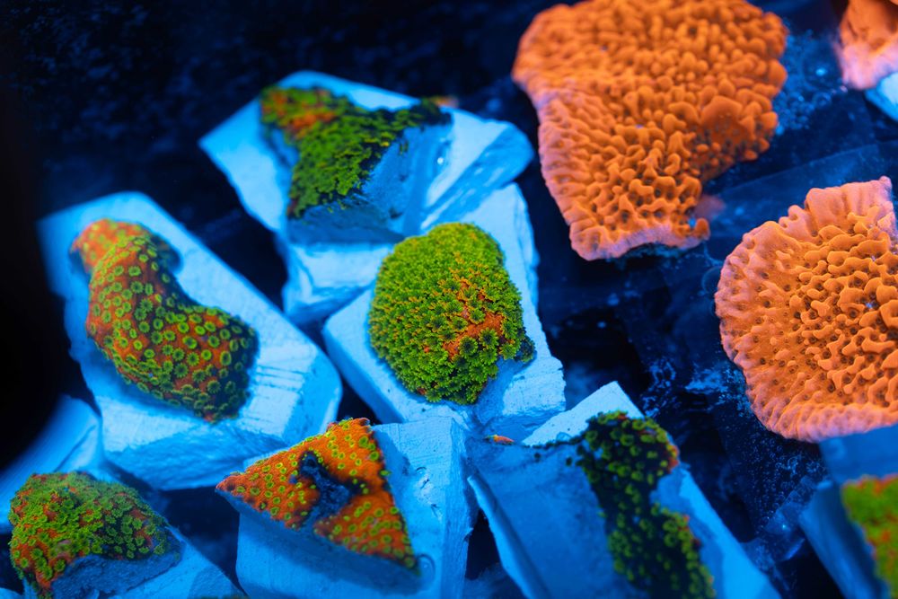 Montipora Sunset