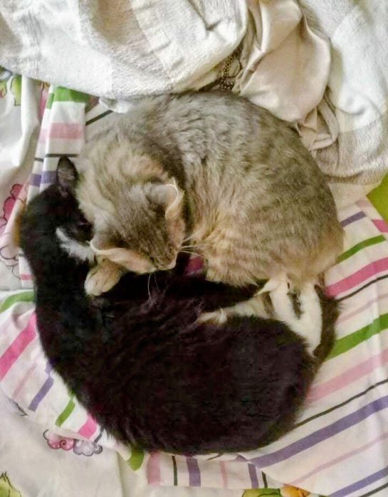 Віддамо Спокійних дорослих котиків для бабулі/дідулі