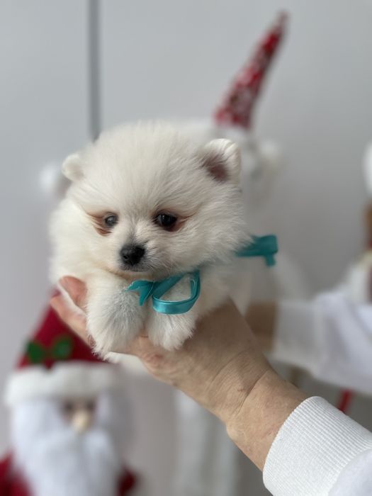 Померанські шпіци — Лише 3! Ідеальна можливість