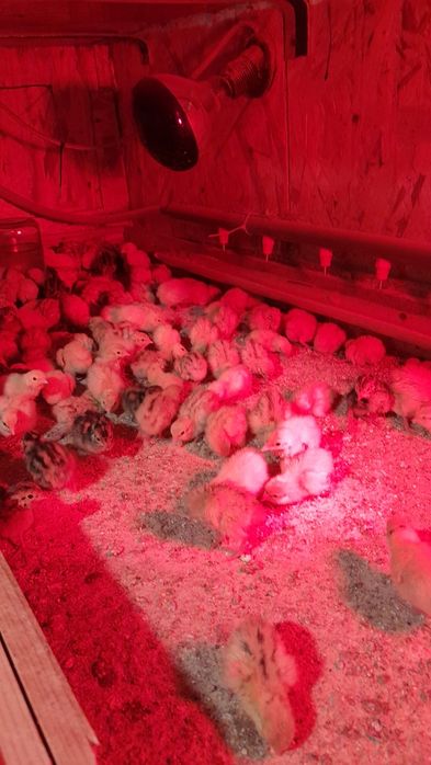 Інкубаційні яйця перепілки