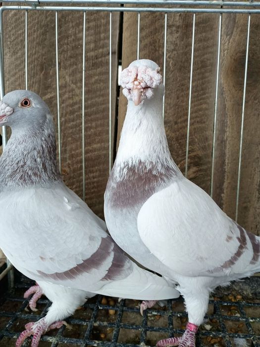 gołębie staropolskie para