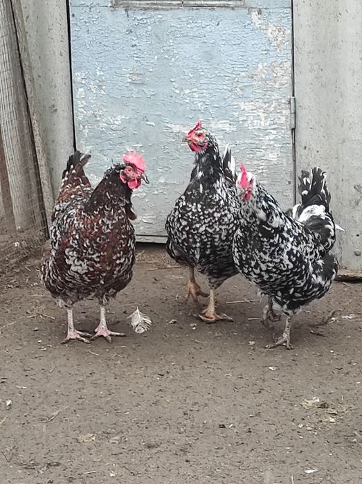 Кури лівенські ситцеві, яйце інкубаційне