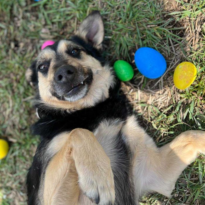 Akord - pies jednego właściciela