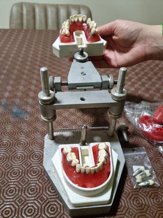 Tipodonto de ortodontia