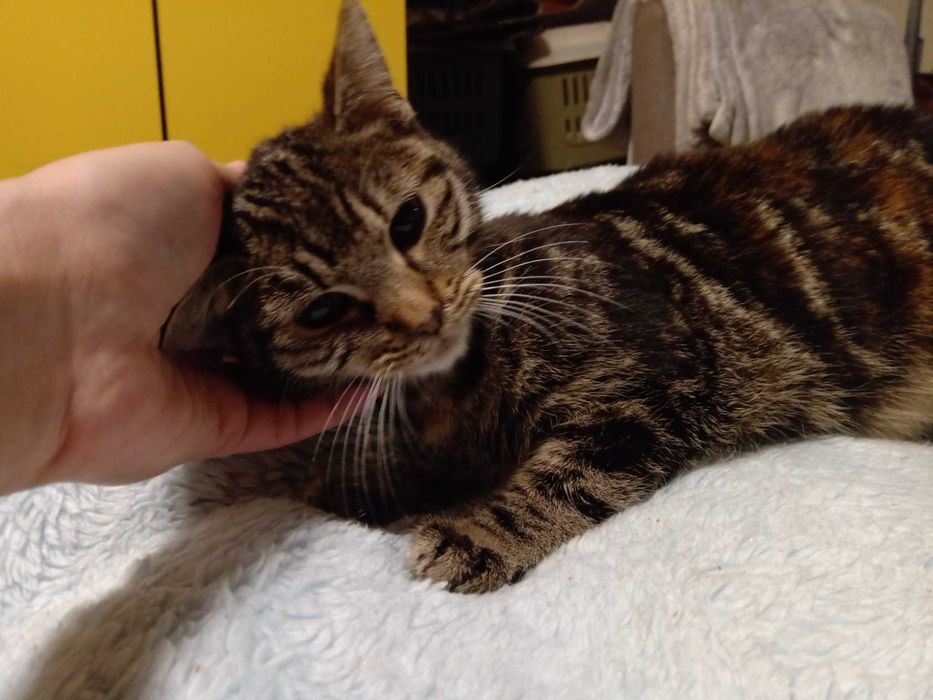 Koteczka Marmurka wypatruje domku