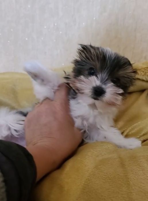 Міні хлопчик Дніпро