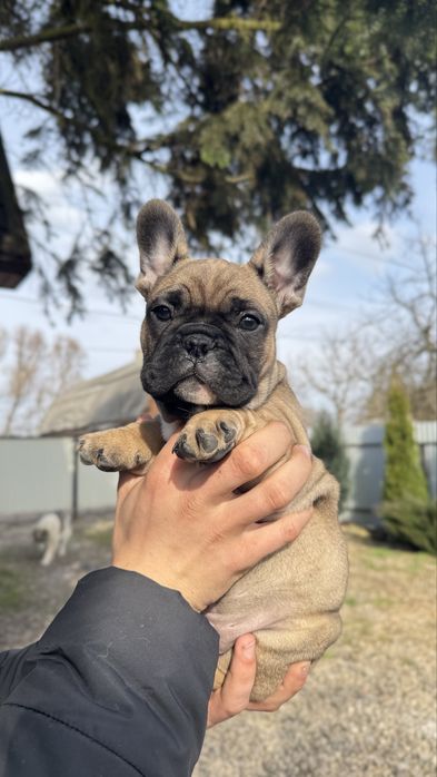 Французькі бульдоги