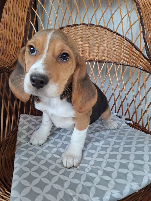 Beagle sunia z rodowodem.