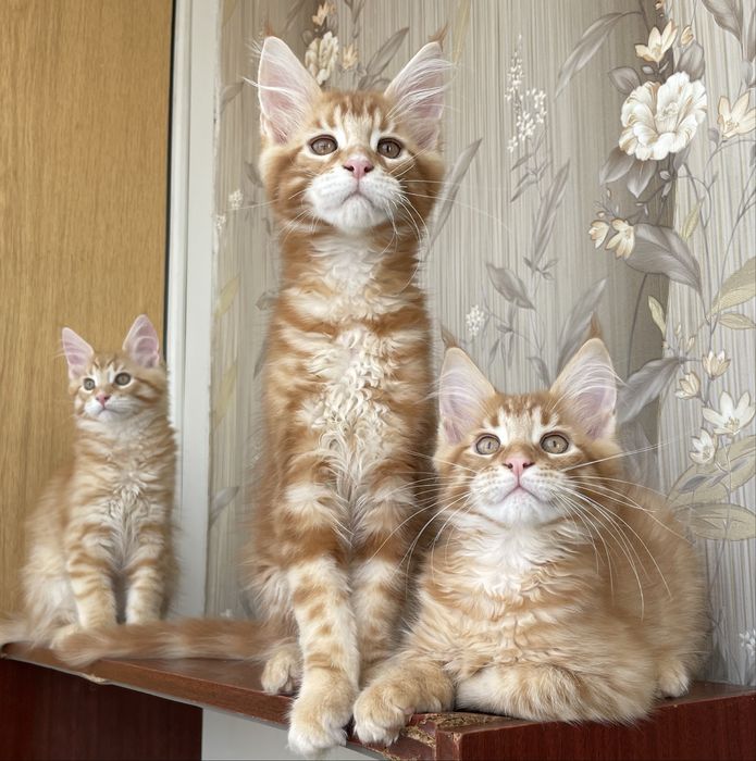 мейнкуны с документами.