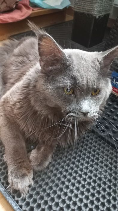 Śliczny kocur Maine Coon