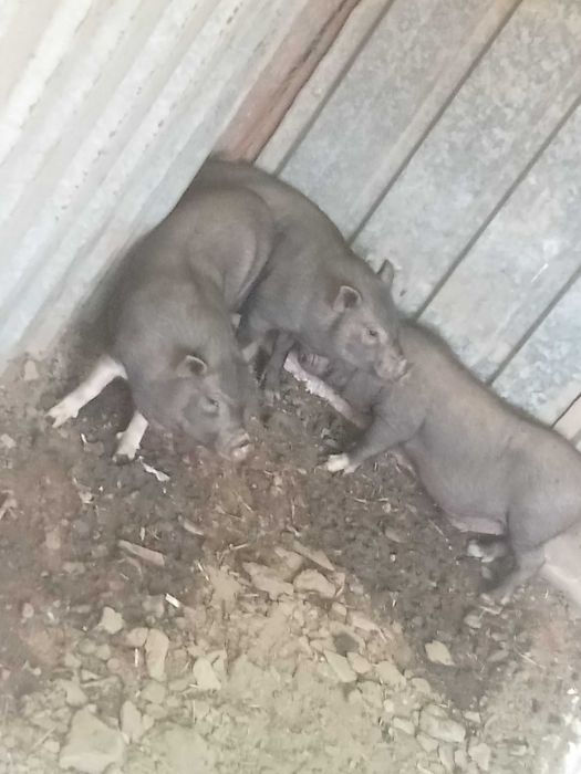 Vendo porcos pretos