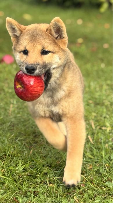 NATSUMI suka sunia shiba inu FCI ZKwP Gotowa do odbioru