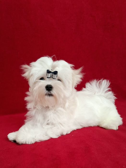 Maltańczyk Maltańczyki piesek rodowod 4pokolenia