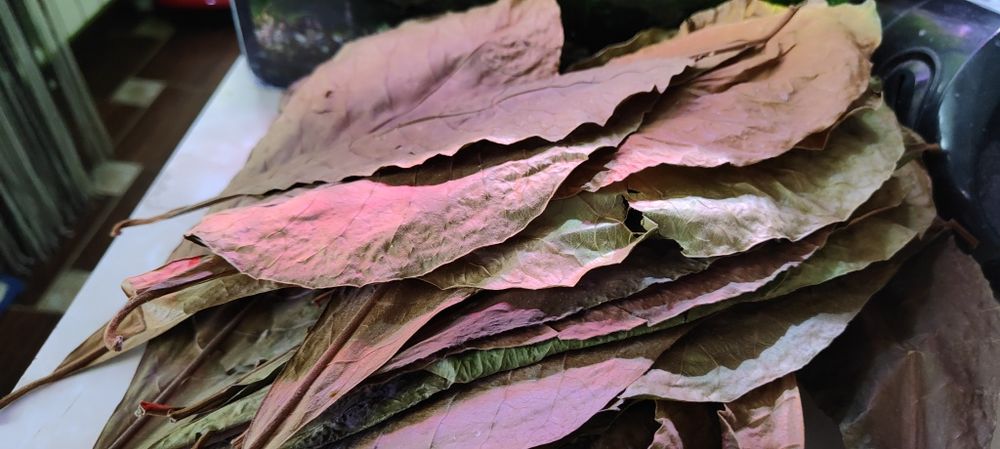 Листки кепатанга індійський мигдаль