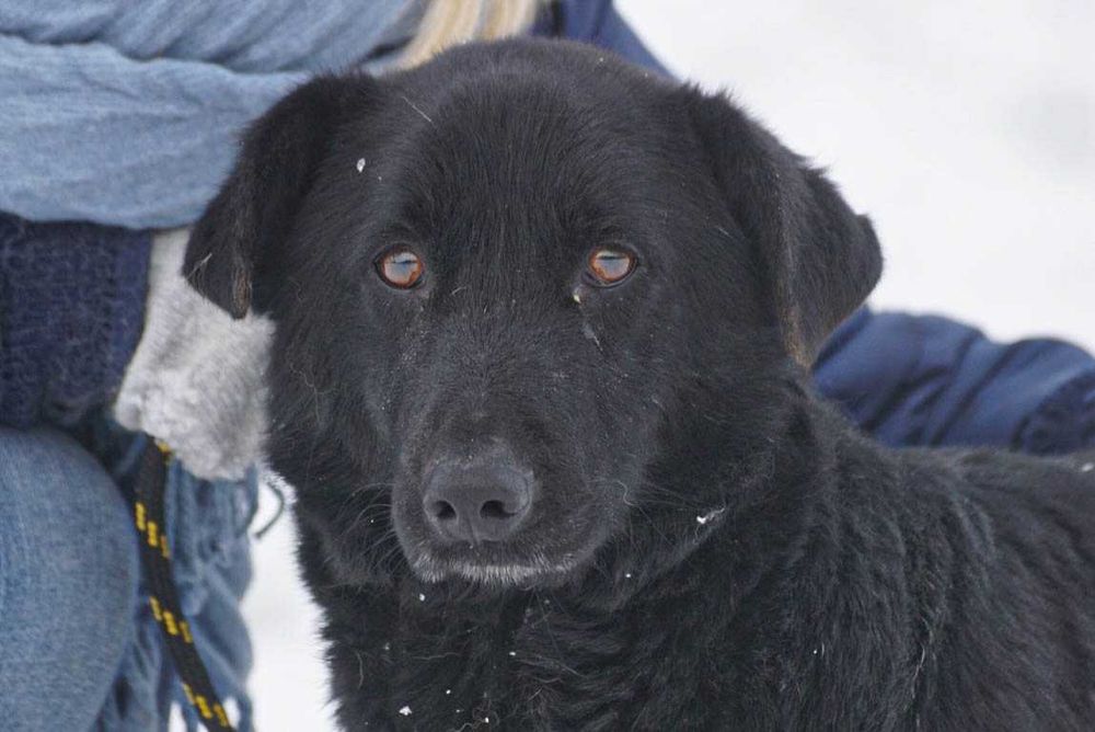 ERICO - mały pies w typie jamnika