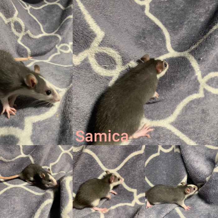 Szczury dumbo - samice