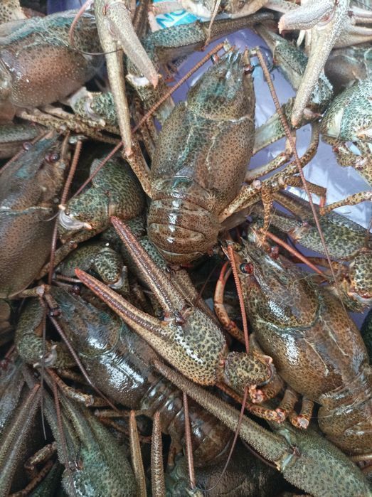 Живые раки Николаев 750 гр