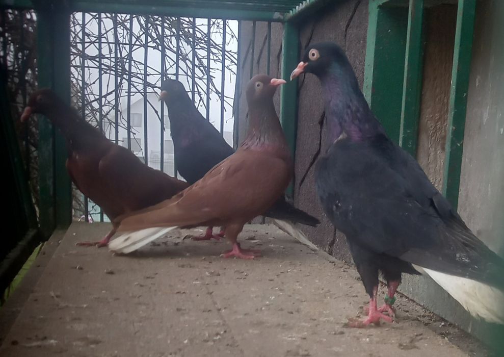 Gołębie wyszwance,wyszwance