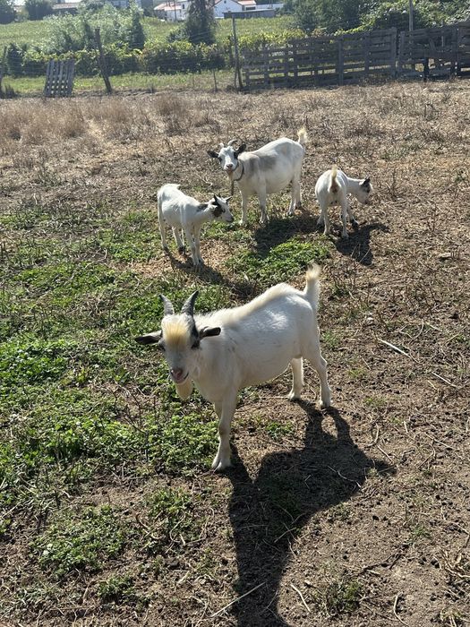 Vendo cabras anas prenhas