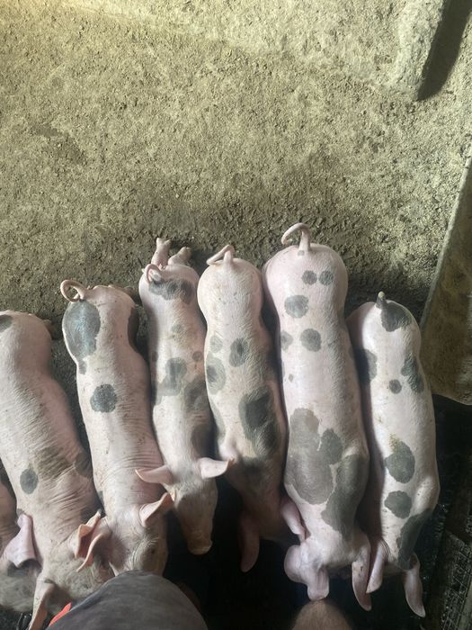 Продам поросят 12+ кг