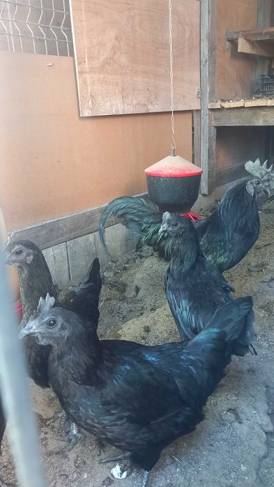 Ayam cemani czarne kury jaja lęgowe