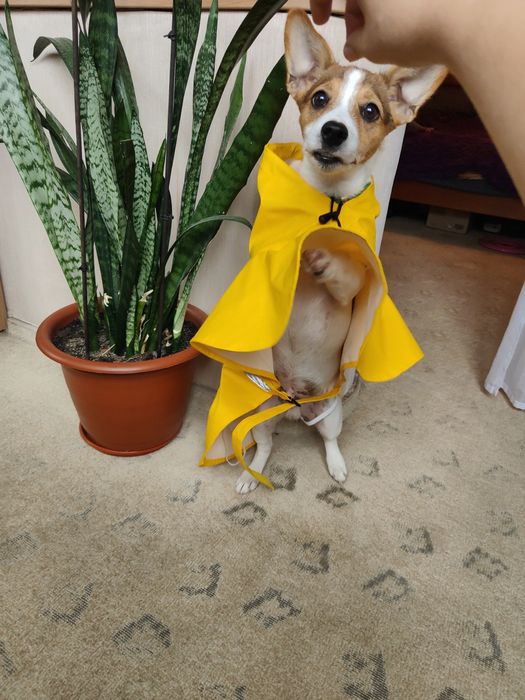 Продается дождевик для собак.