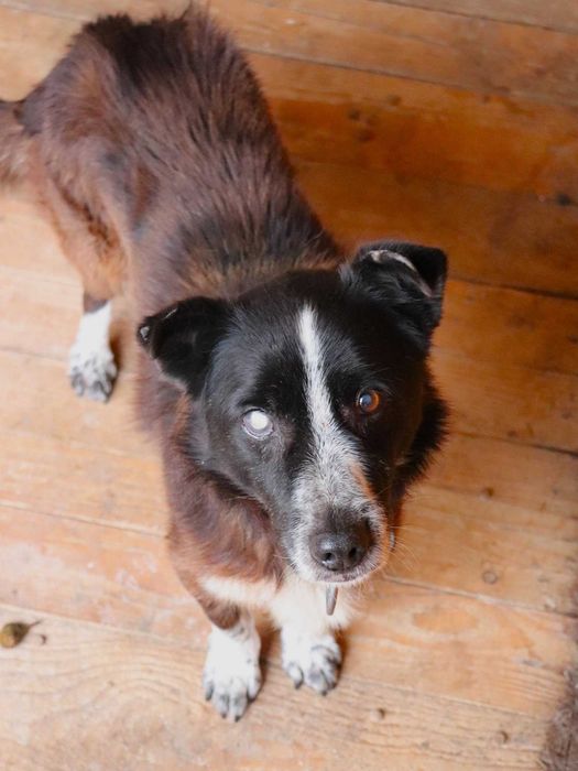 Do adopcji - PERUN