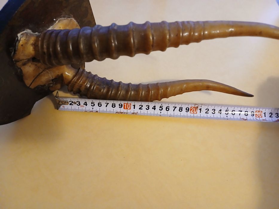 Декор из прошлого. Рога сайгака