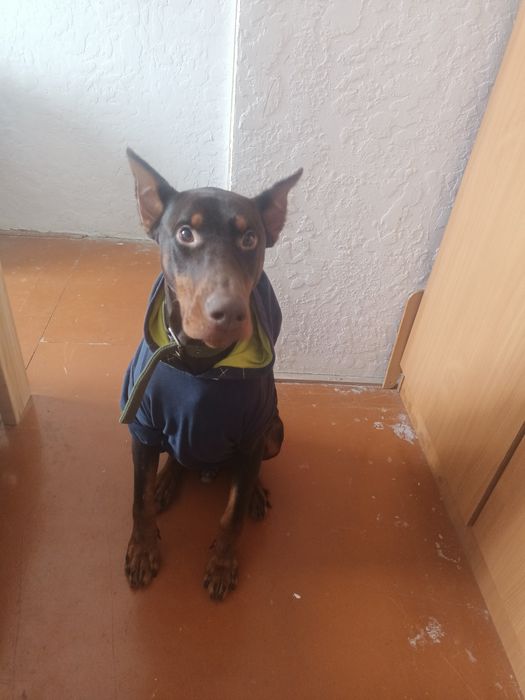 Віддам Добермана.