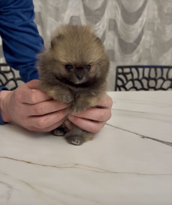 Супер-міні хлопчик КСУ