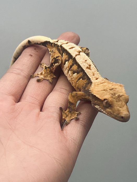 Gekon orzęsiony gekony orzęsione terrarium transport