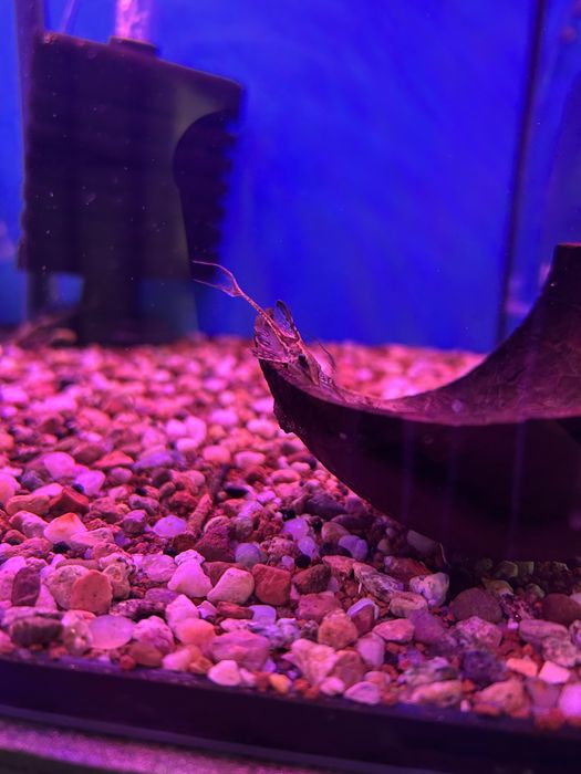 Sturisoma Aurerum - Rarytas