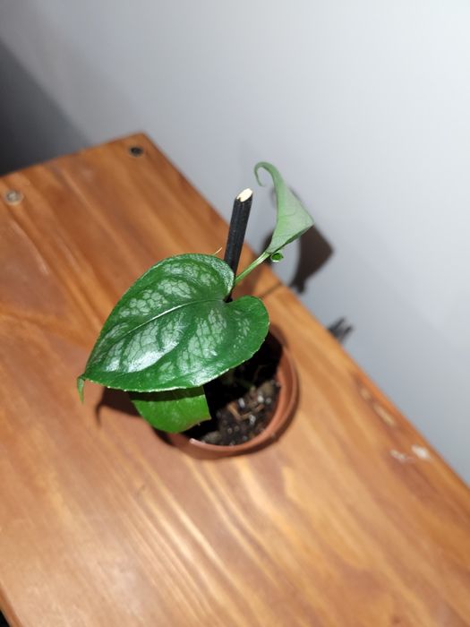 Monstera Siltepecana sadzonka