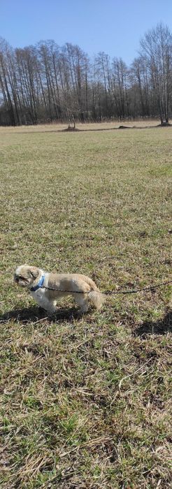 Reproduktor rasa shitzu