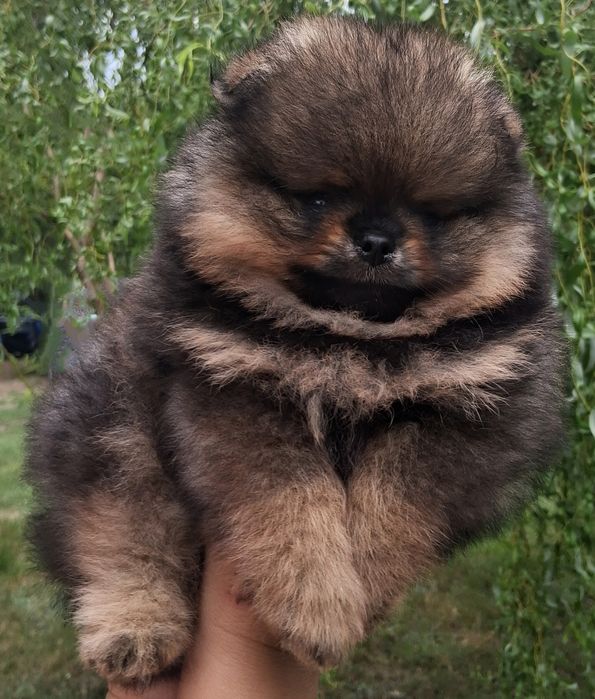Pomeranian szpic miniaturowy