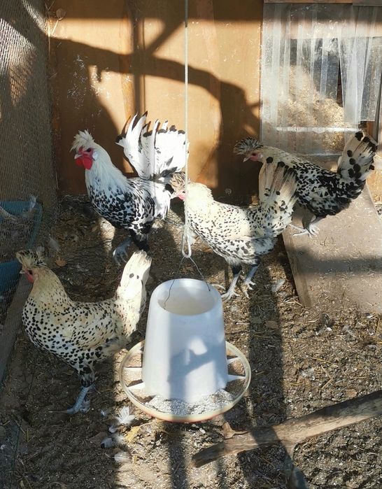 Appenzeller jaja lęgowe