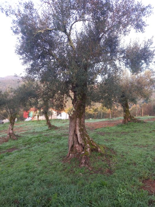 Oliveiras grande porte